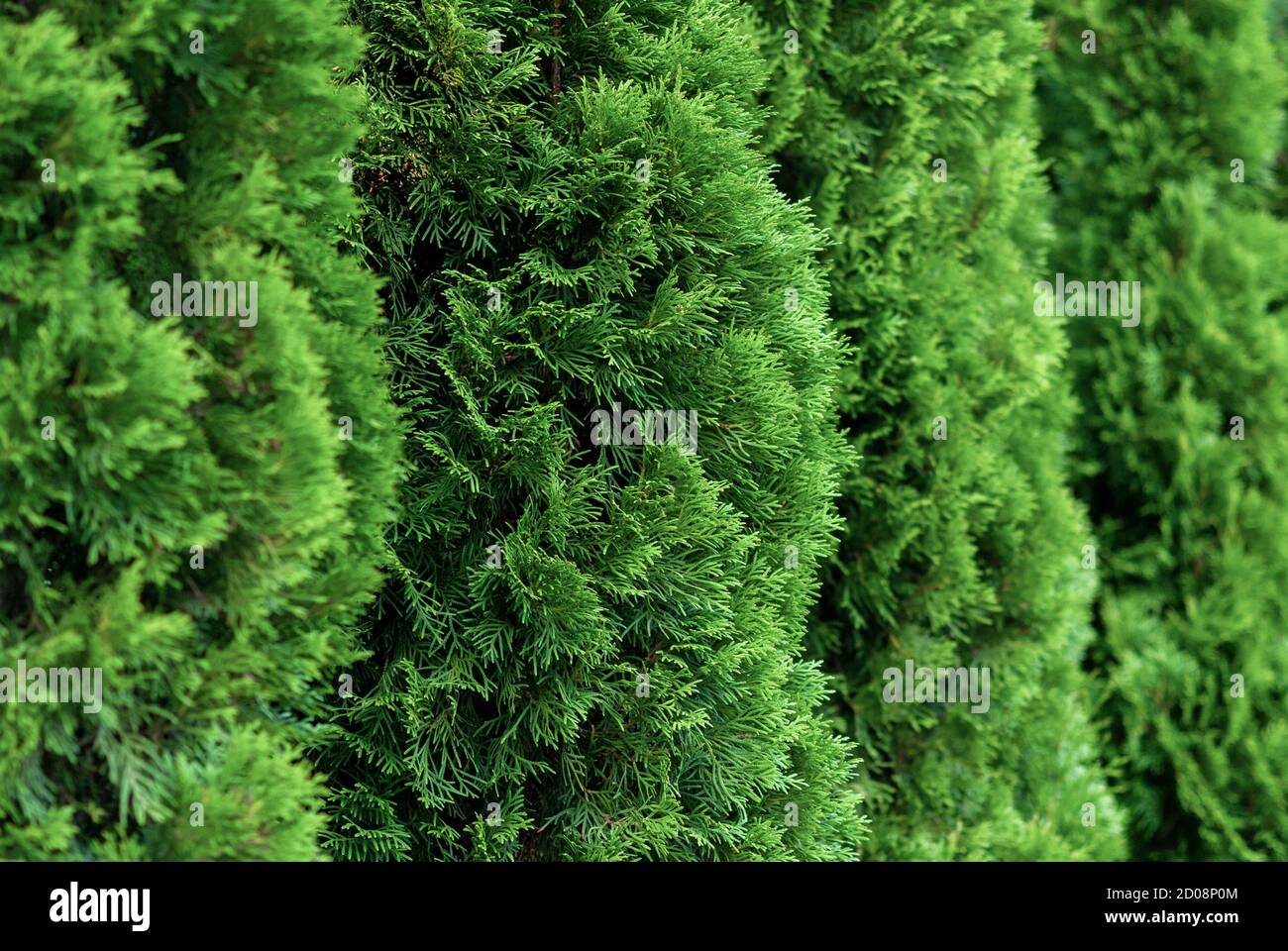 close up of green thuja hedge (thuja occidentalis) Stock Photo