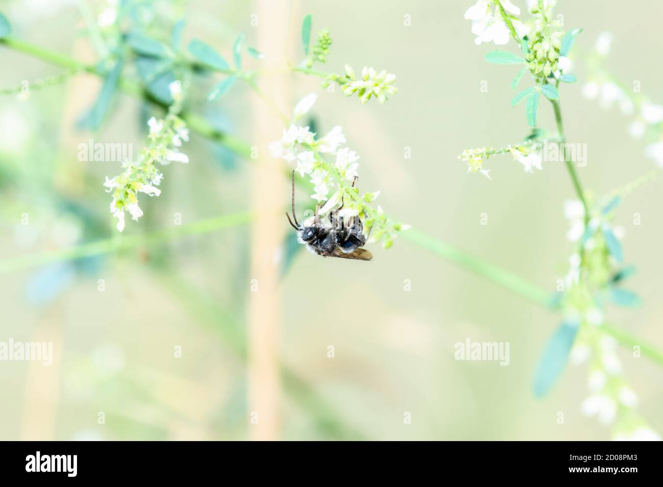A Native Colorado Species the Twospotted Longhorned Bee (Melissodes bimaculatus) Seeking