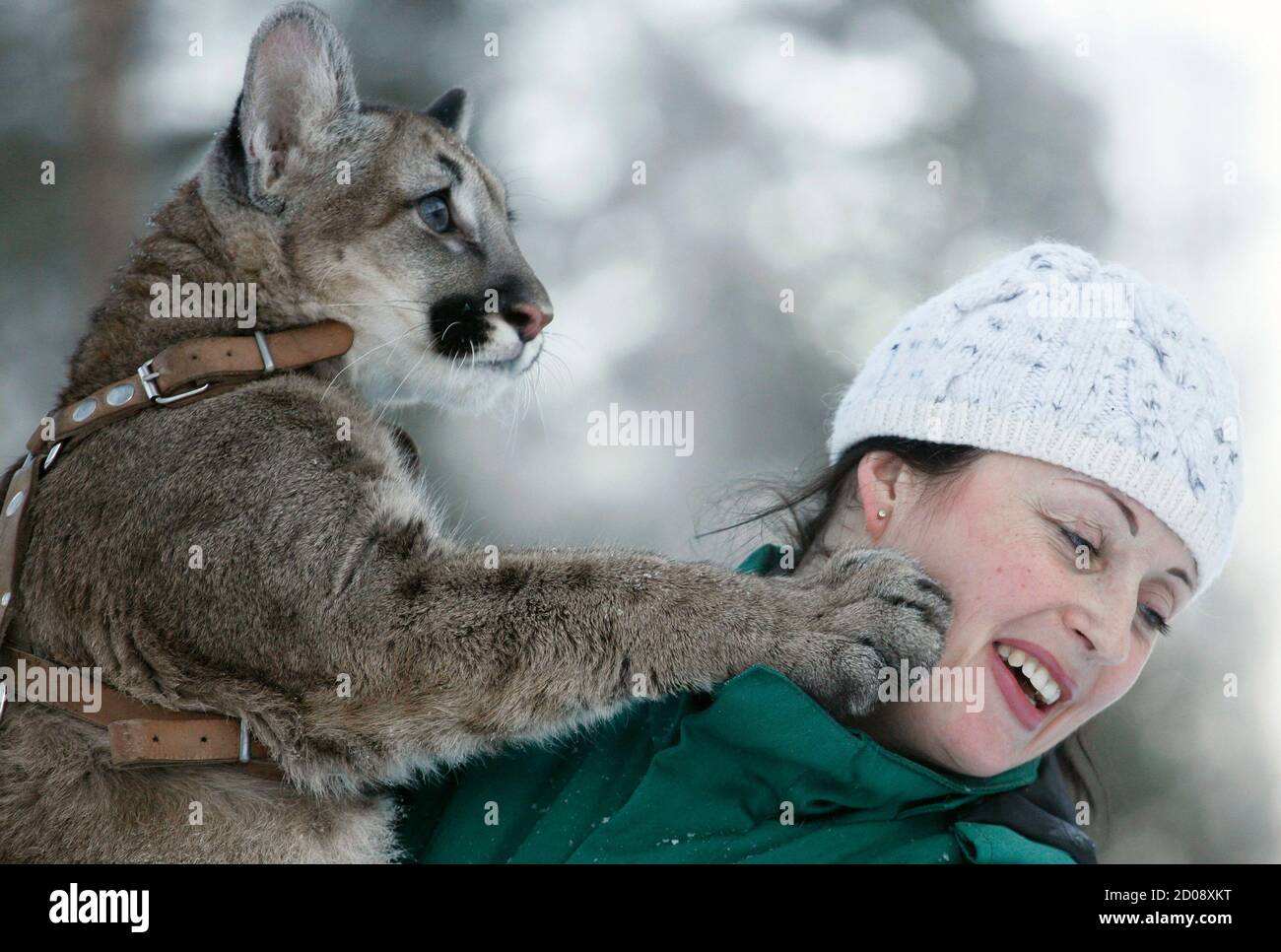 Puma in the zoo hi-res stock photography and images - Page 5 - Alamy