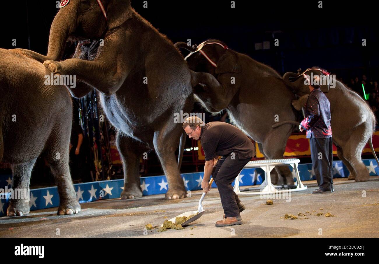 Page 2 Circus Show Elephants High Resolution Stock Photography And Images Alamy