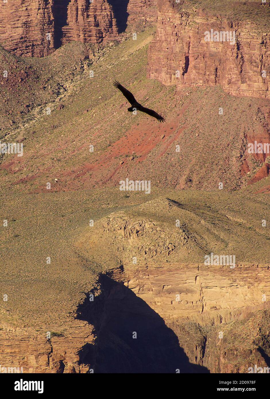 Soar on thermals hires stock photography and images Alamy