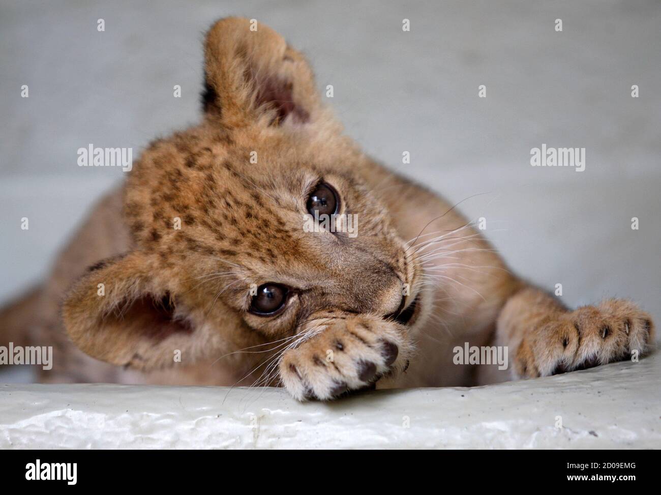 Bantu A Lion Cub Born In Captivity Two Months Ago In The Zoo In Cali October 29 12 Reuters Jaime Saldarriaga Colombia s Animals Stock Photo Alamy Bantu A Lion Cub Born In Captivity Two Months Ago In The Zoo In Cali October 29 12 Reuters Jaime Saldarriaga Colombia s Animals Stock Photo Alamy