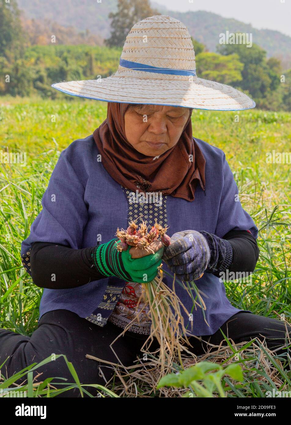 Phayao, Tahiland - 2019-03-09 - Woman Harvests Radishes. Stock Photo