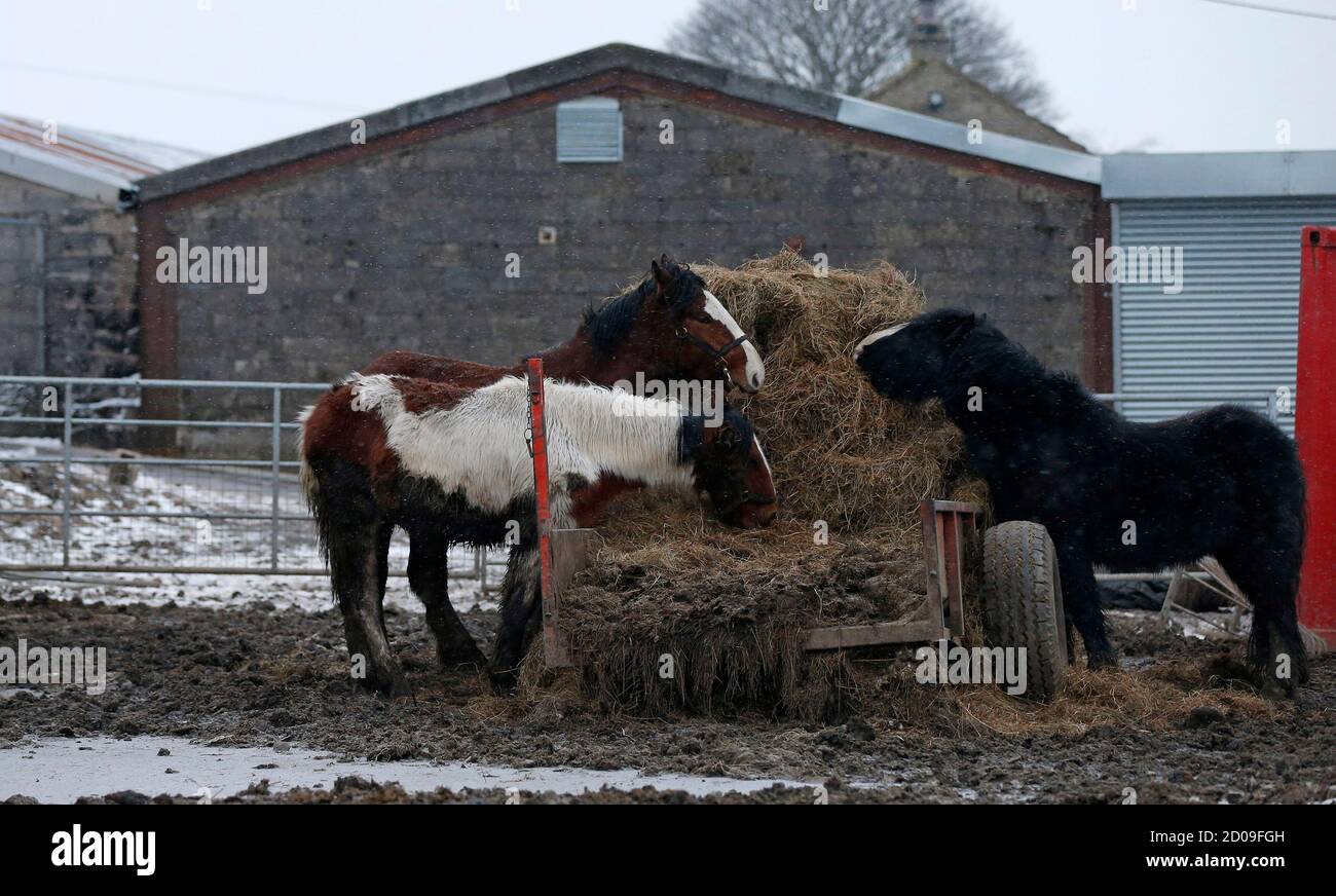 Abattoir horse hires stock photography and images Alamy