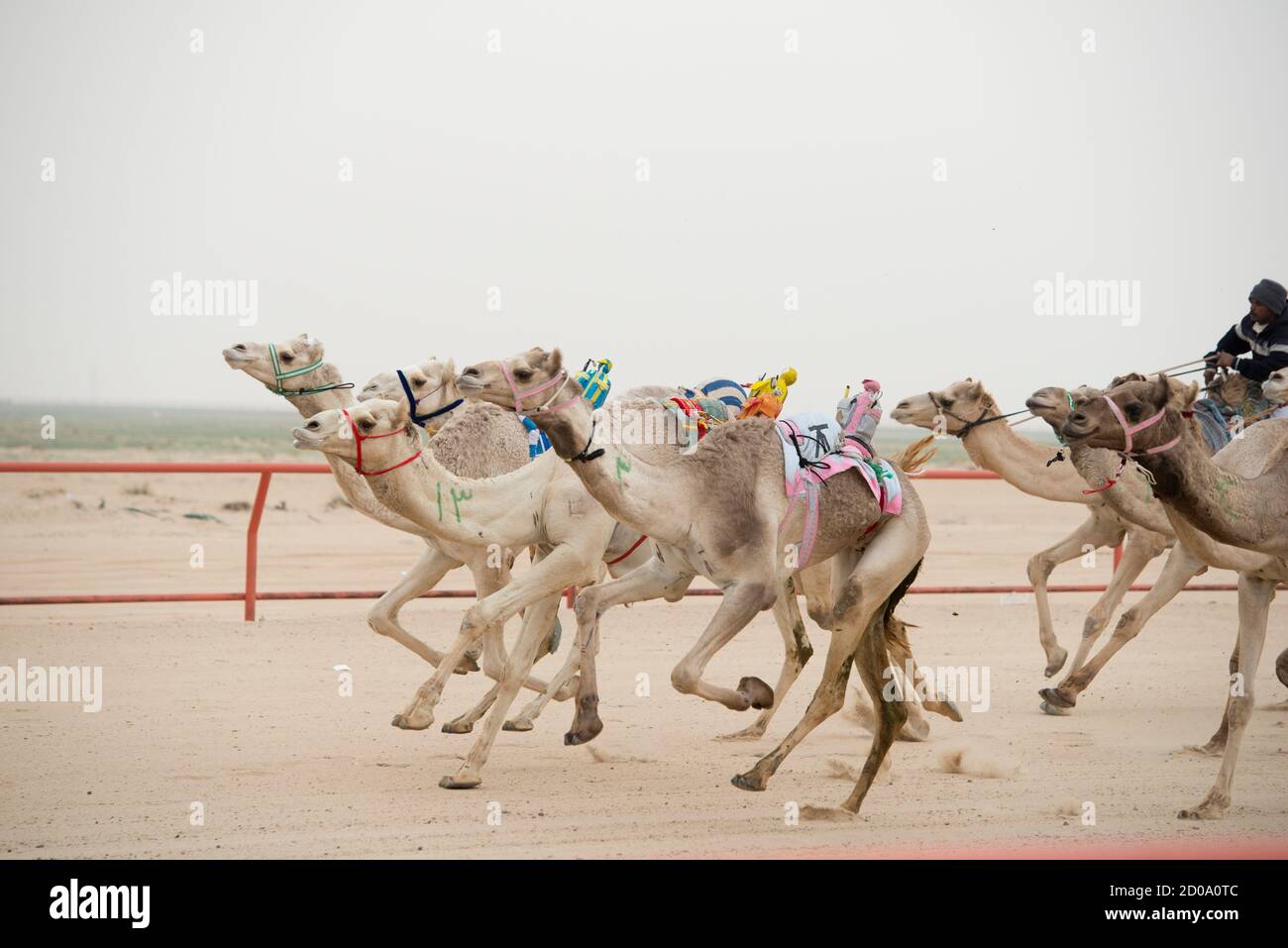Kuwait Camel High Resolution Stock Photography and Images Alamy