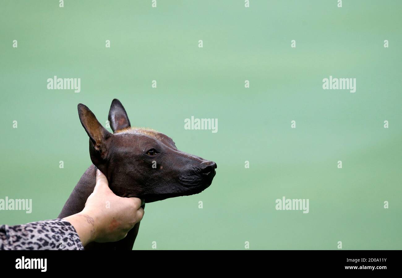 Xoloitzcuintli hires stock photography and images Alamy