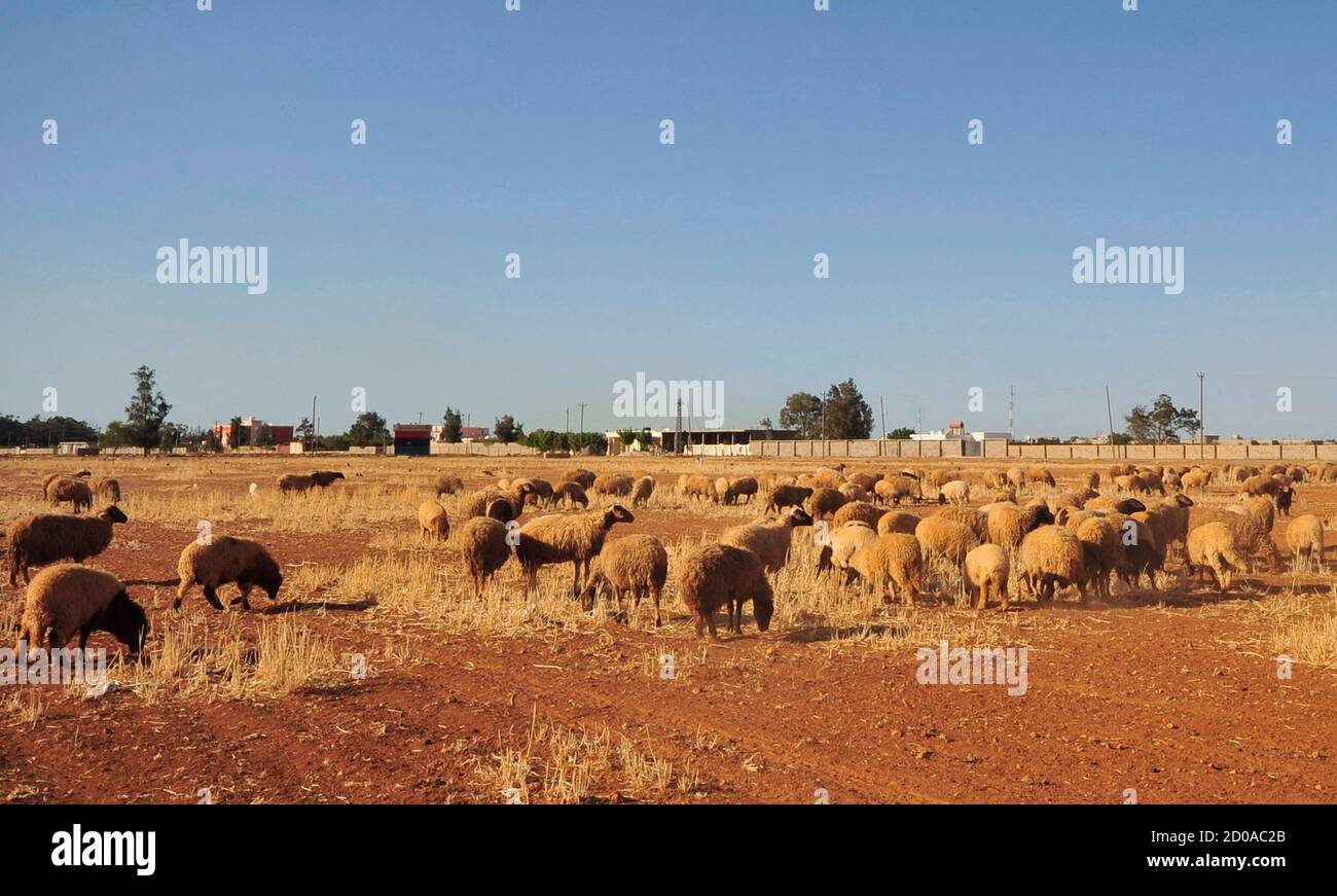Sheep graze in a pasture, weeks after the discovery of foot and mouth disease among domesticated animals in the eastern part of the country, in Benghazi April 21, 2012. Animal livestock markets in and around Benghazi have been closed following reports that foot and mouth disease (FMD) has spread to the surrounding areas, local media reported on Sunday. The United Nations' World Organisation for Animal Health inoculated more than 50,000 cattle, sheep and goats at farms around the country in February. Picture taken April 21.    REUTERS/Esam Al-Fetori (LIBYA - Tags: ANIMALS HEALTH BUSINESS) Stock Photo