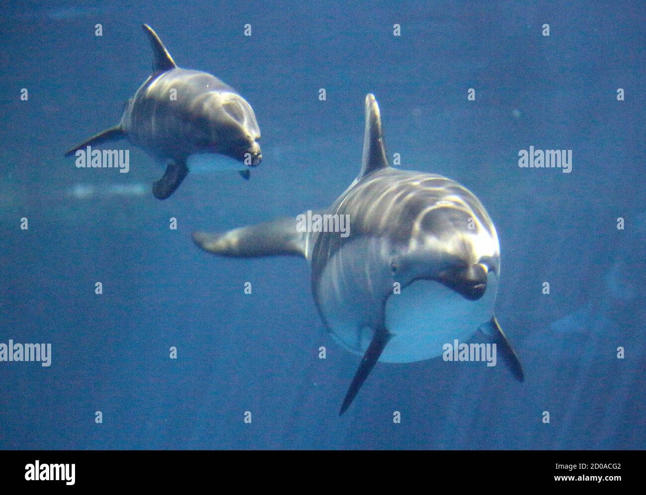 Piquet High Resolution Stock Photography And Images Page 9 Alamy