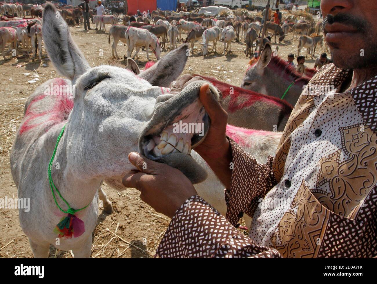 A trader displays the teeth of a donkey during an annual donkey fair at Vautha, 49 km (30 miles) south from the western Indian city of Ahmedabad November 20, 2012. The five-day A trader displays the teeth of a donkey during an annual donkey fair at Vautha, 49 km (30 miles) south from the western Indian city of Ahmedabad November 20, 2012. The five-day