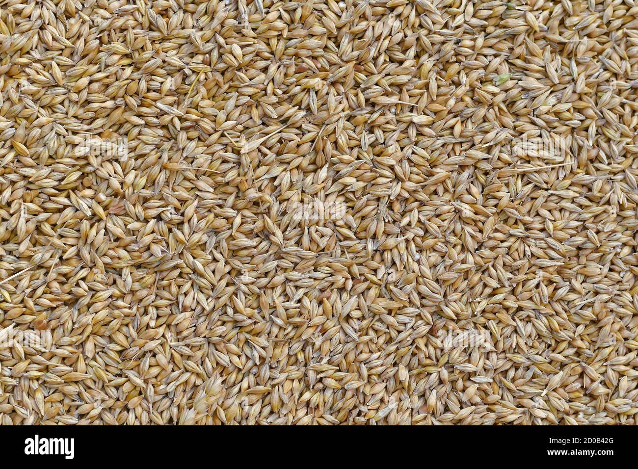 Unprocessed barley grains in husk, in large quantities. Stock Photo