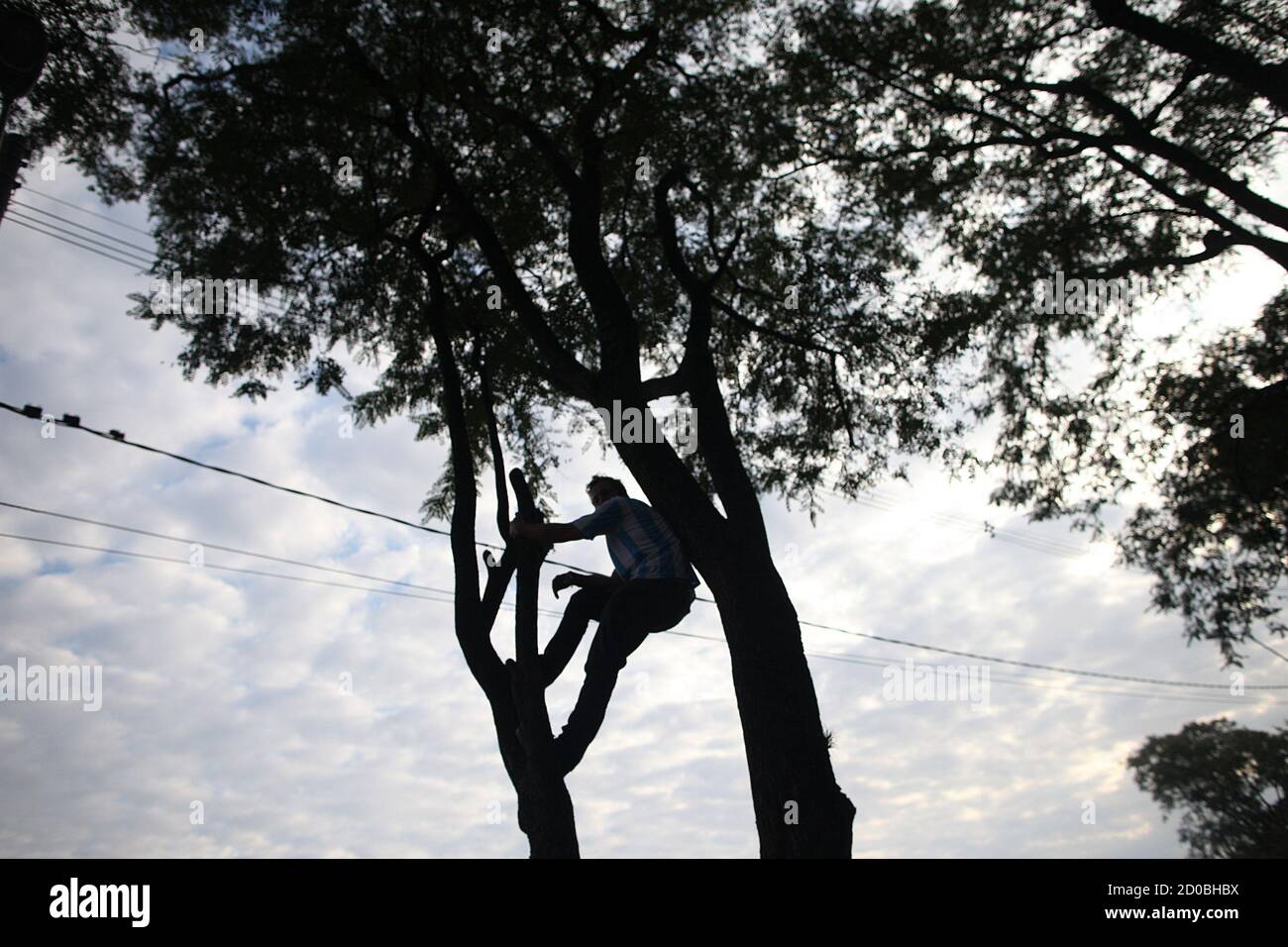 An Argentine soccer team's fan climbs a tree to see the team's bus in front of the Beira-Rio stadium in Porto Alegre June 24, 2014. Argentina will play in a Group F match against Nigeria on June 25.  REUTERS/Edgard Garrido (BRAZIL  - Tags:  SOCCER SPORT WORLD CUP) Stock Photo