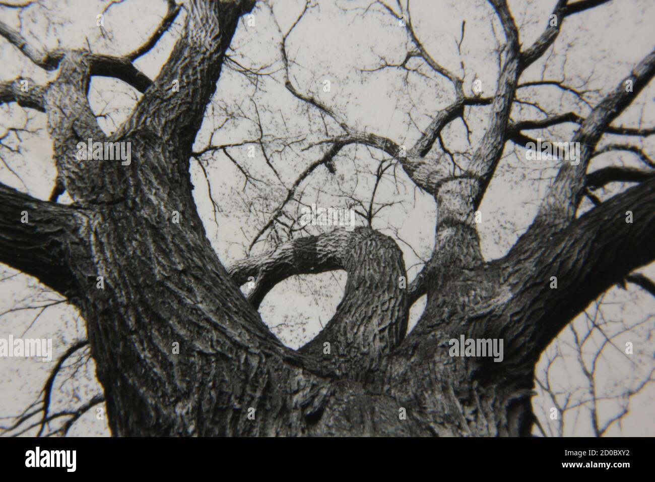 Fine 1970s vintage black and white photography of trees growing in the ...