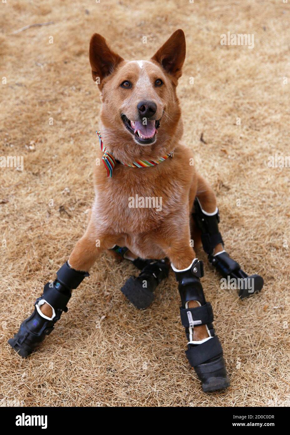 Naki'o, a mixed-breed dog with four prosthetic devices, poses for a photo in Colorado Springs April 12, 2013. Naki'o lost all four feet to frostbite when he was abandoned as a puppy Naki'o, a mixed-breed dog with four prosthetic devices, poses for a photo in Colorado Springs April 12, 2013. Naki'o lost all four feet to frostbite when he was abandoned as a puppy