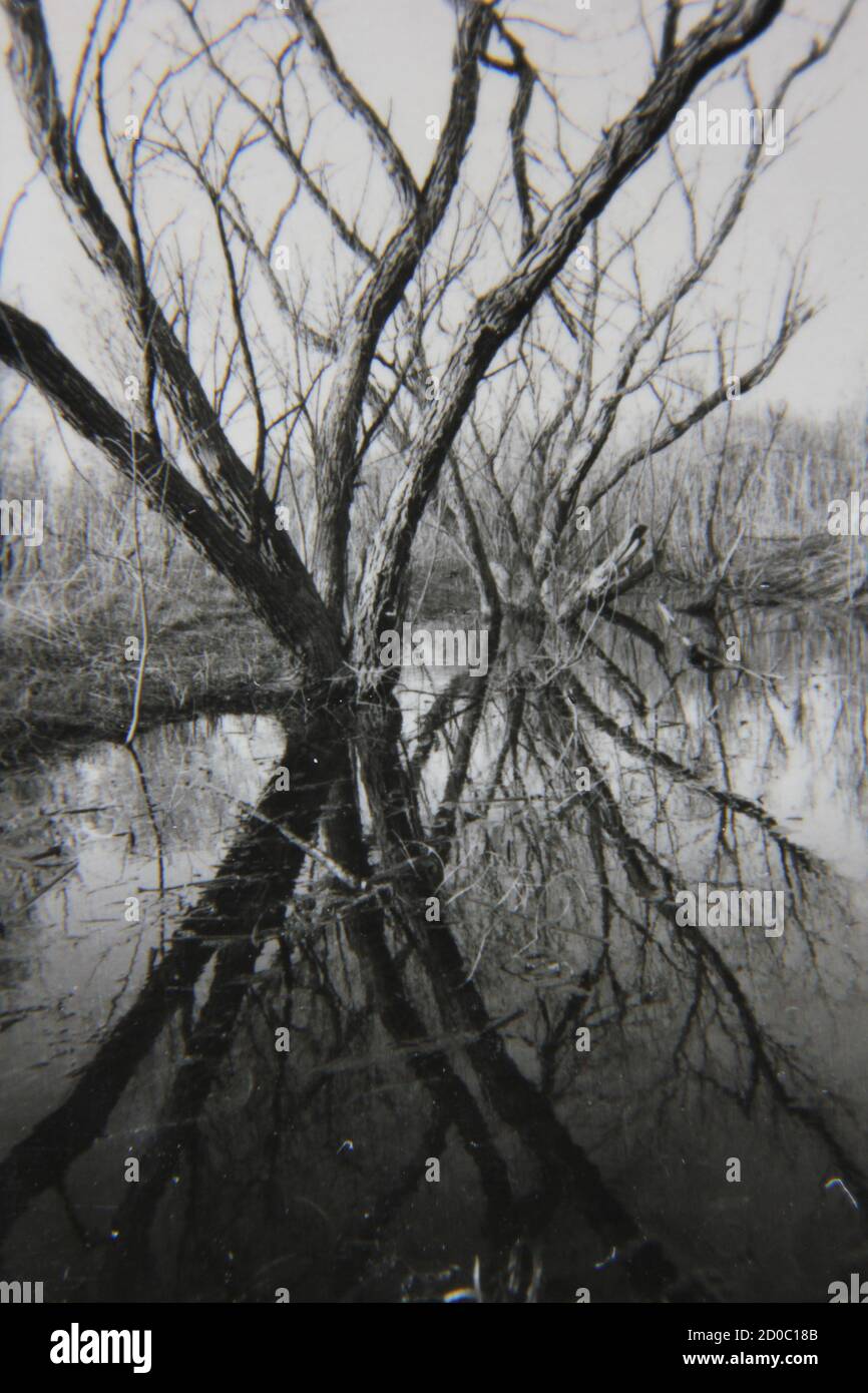Fine 1970s vintage black and white photography of trees growing in the ...