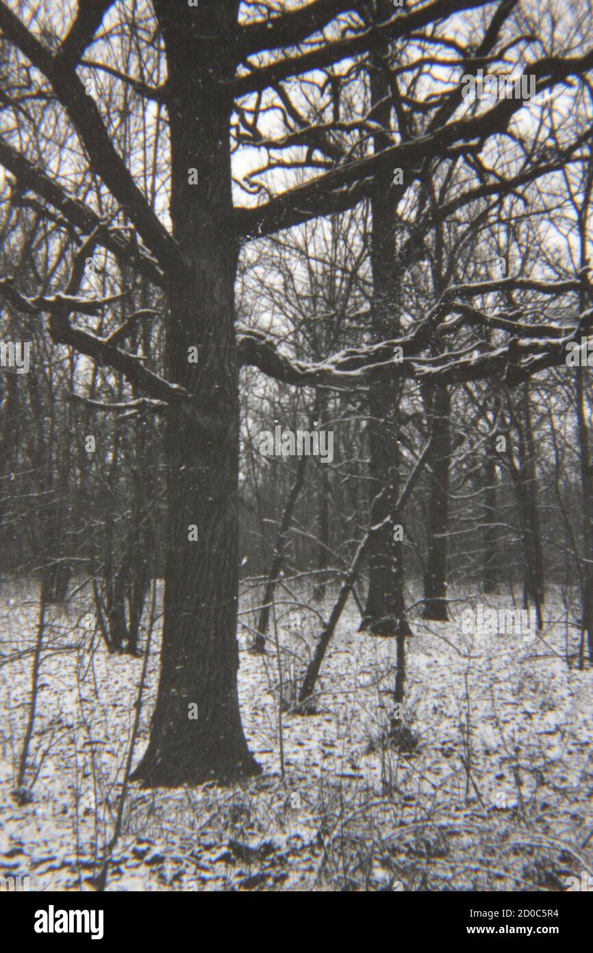 Fine 1970s vintage black and white photography of snowy trees growing ...