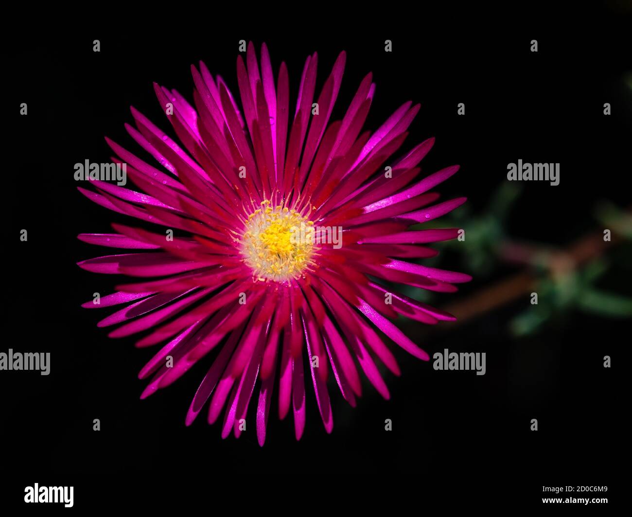Pig Face Flowers grow in Australia Stock Photo Alamy