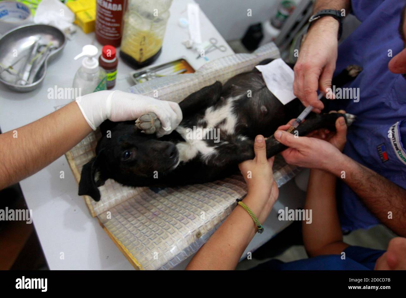 Veterinarian Francisco Bryce (R) and his assistants perform a surgery on a  female dog to sterilize it, at Oasis, a veterinary clinic, in Lima's shanty  town of Villa El Salvador December 28,