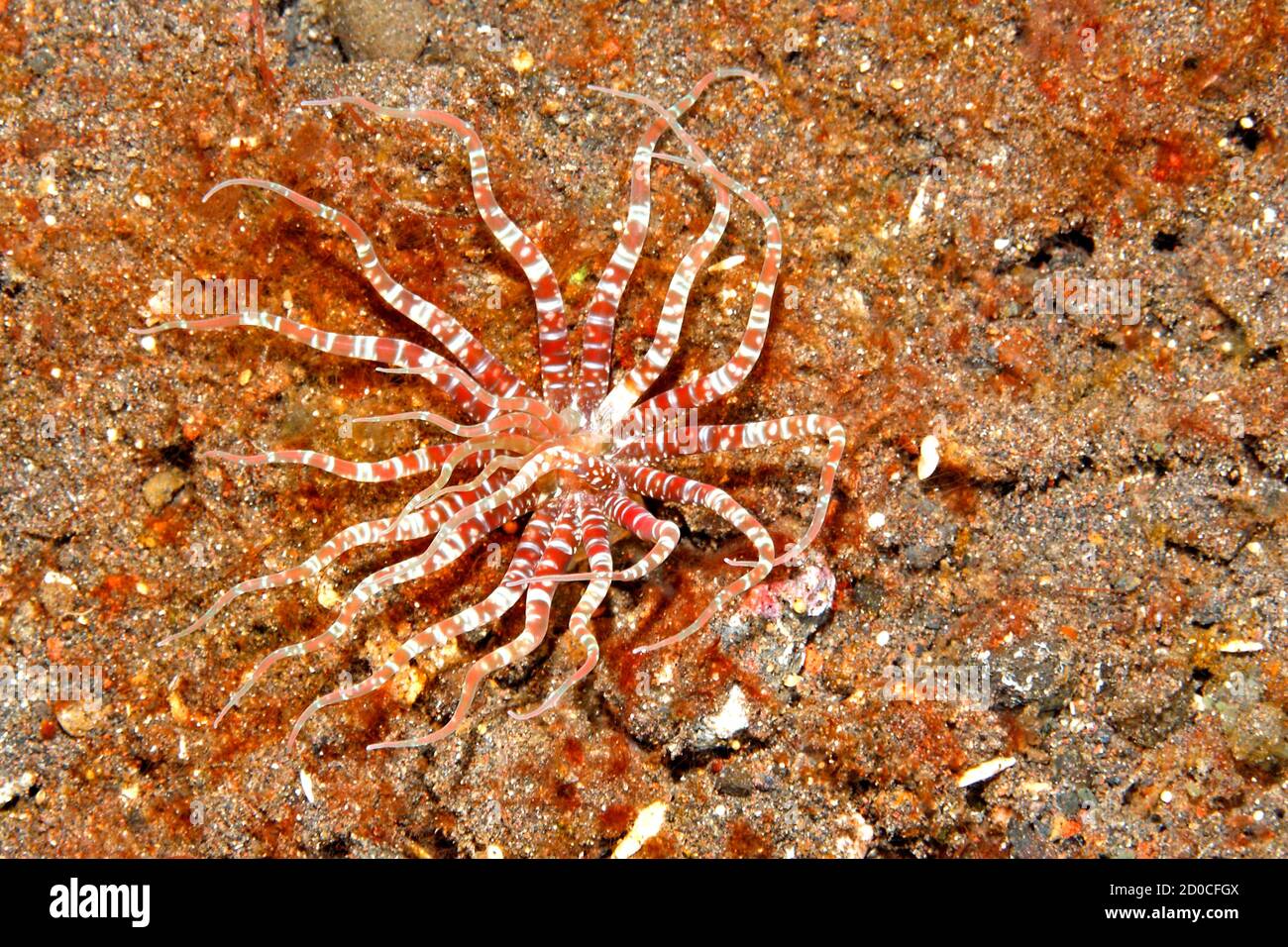 Burrowing Sea Anemone, probably Edwardsianthus cf gilbertensis or Edwardsianthus pudicus, or an undescribed species of Mesacmaea.Tulamben, Bali, Stock Photo