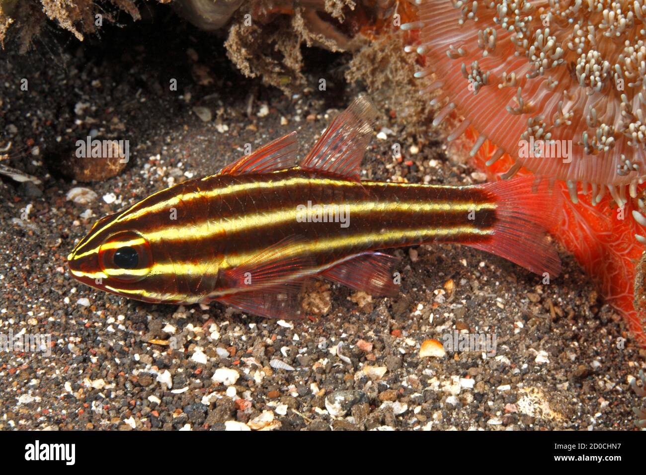 Blackstripe Cardinalfish, Ostorhinchus nigrofasciatus, previously described as Apogon nigrofasciatus. Tulamben, Bali Indonesia. Bali Sea, Indian Ocean Stock Photo