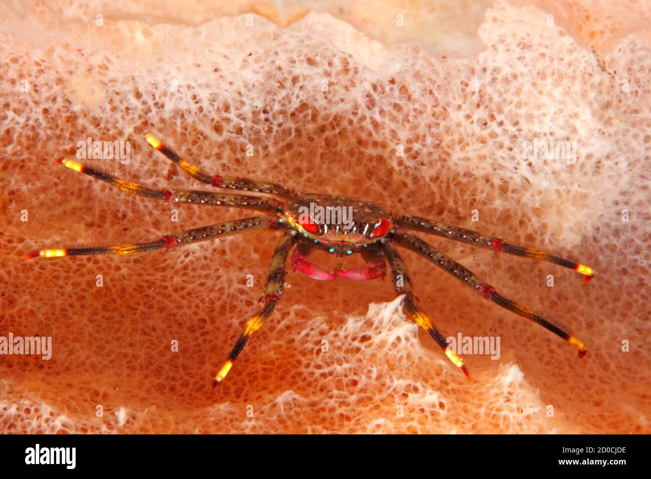 Flat Rock Crab, Percnon guinotae, previously described as  Percnon planissimum. Tulamben, Bali, Indonesia. Bali Sea, Indian Ocean Stock Photo