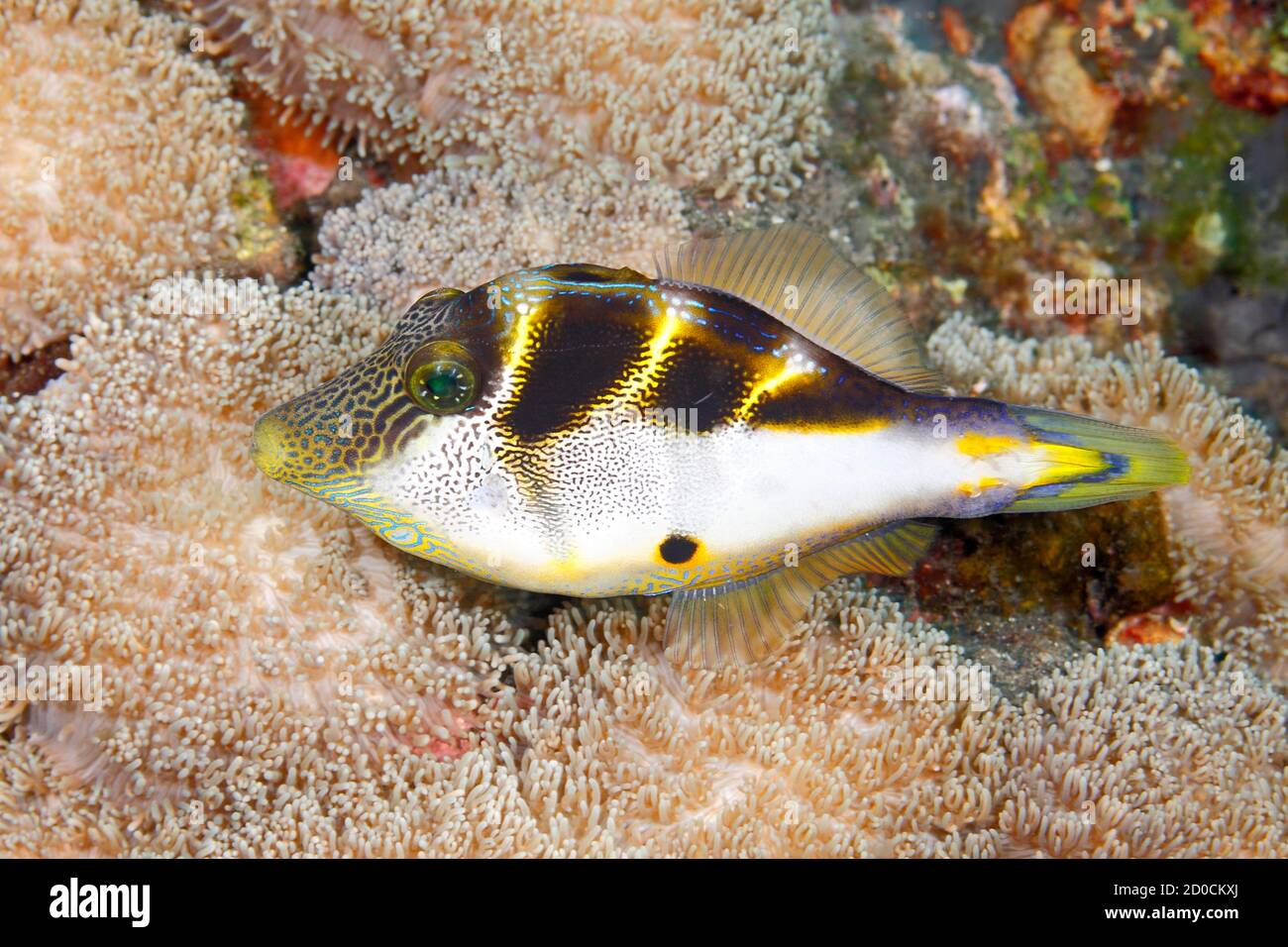Mimic Filefish, Paraluteres prionurus. These fish mimic the Black-Saddled Toby, Canthigaster valentini. Tulamben, Bali Stock Photo