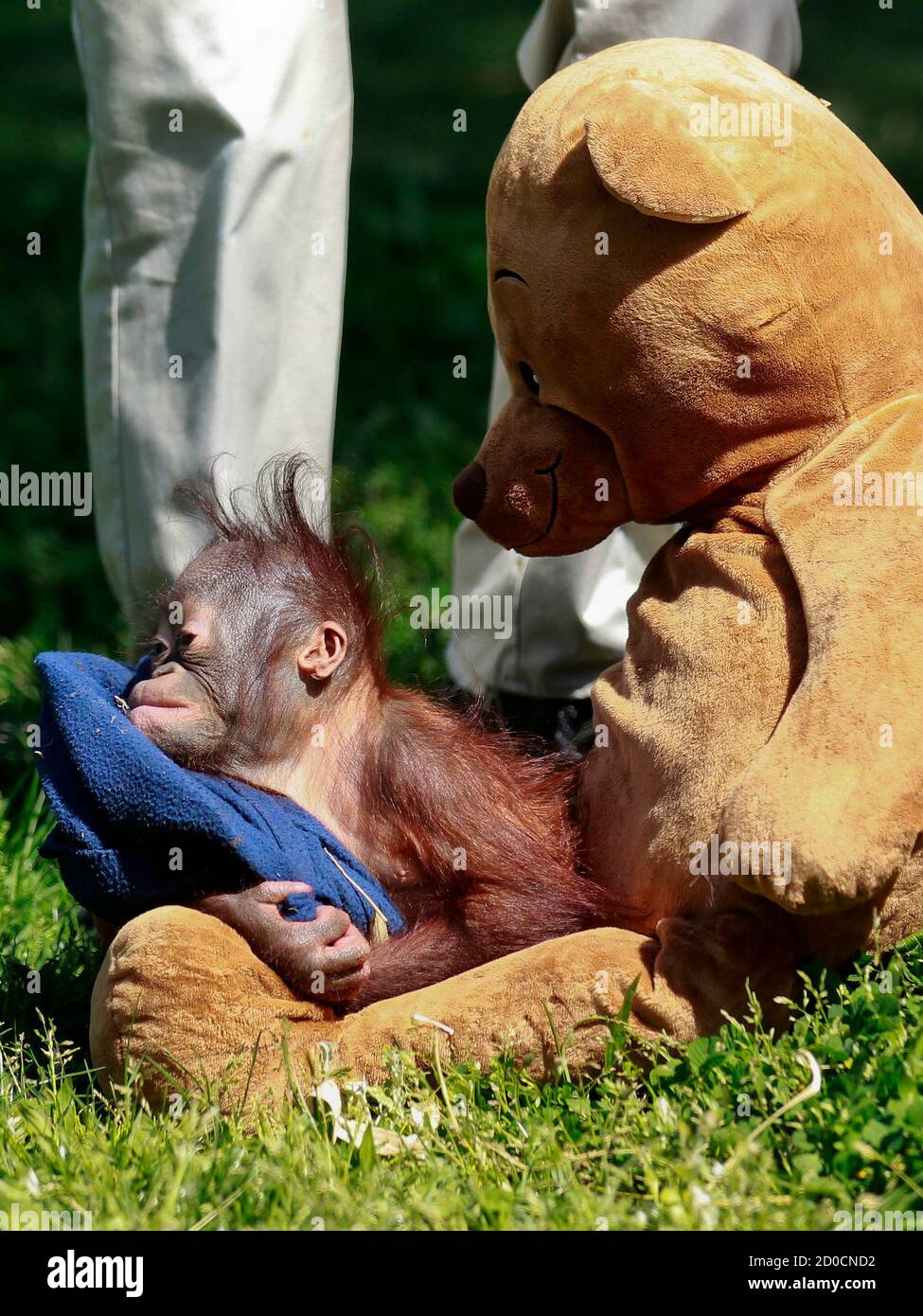 orangutan teddy bear