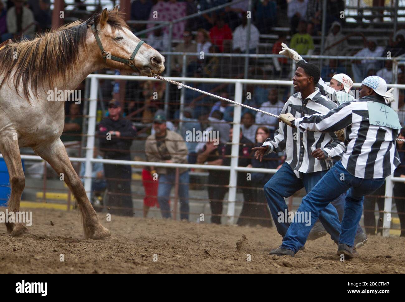 Brahma bull horse hi-res stock photography and images - Alamy