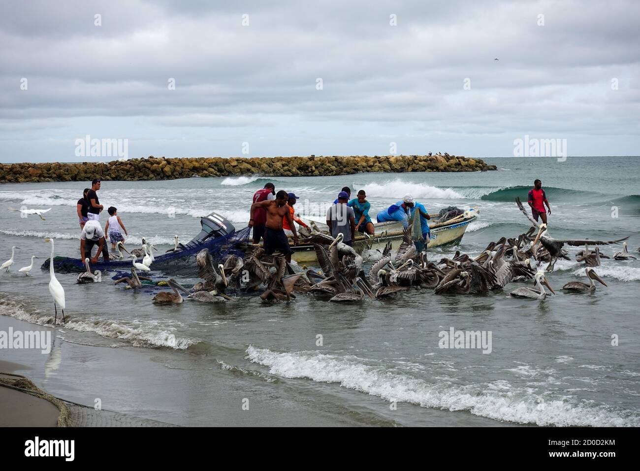 Cartagena, Bolívar/ Colombia; 09/30/2020: Fisher bringing the nets in at Bocagrande beach. Men working in artisanal fishing followed by pelican 2020 Stock Photo