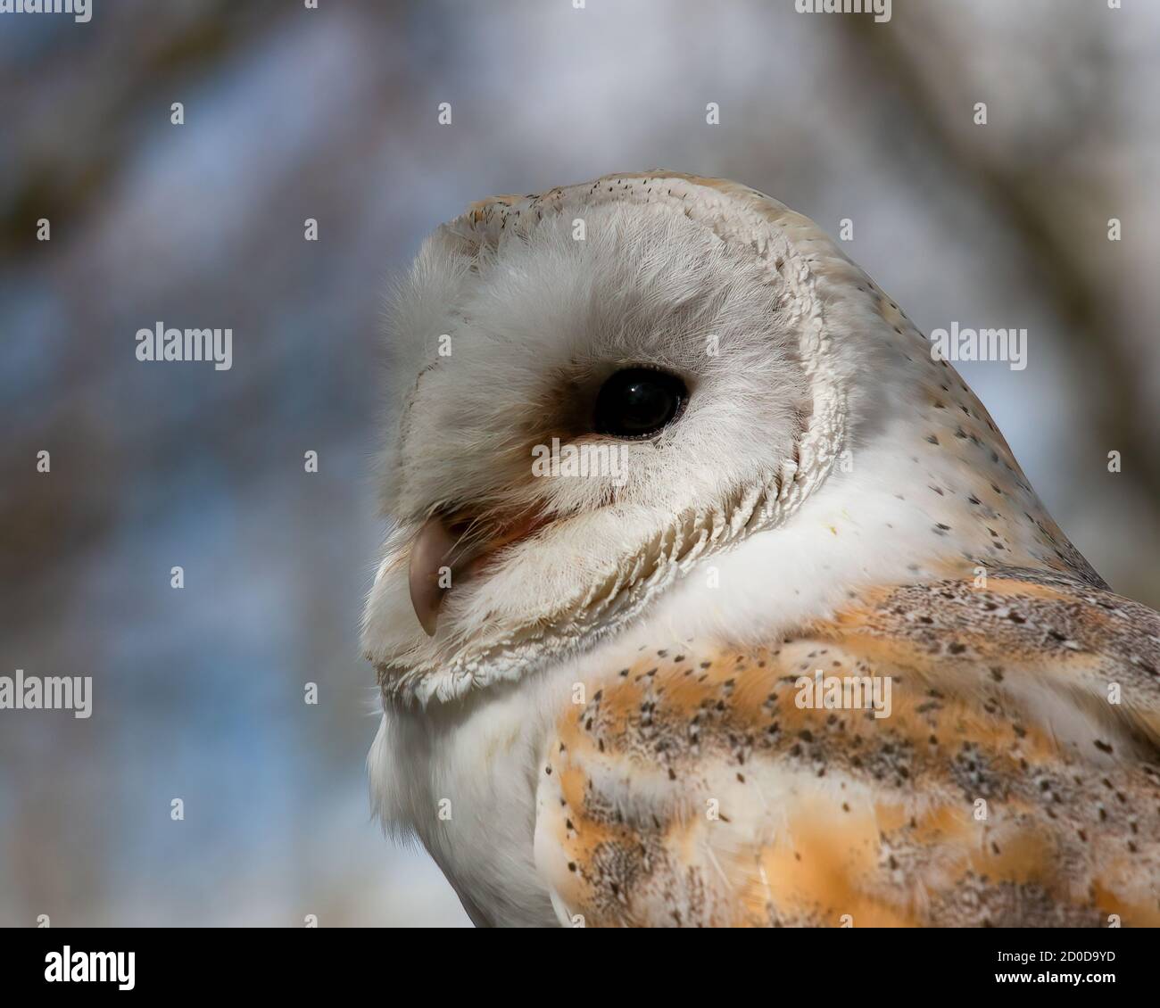 Beautiful Male Barn Owl, Tyto alba, looking towards left Stock Photo