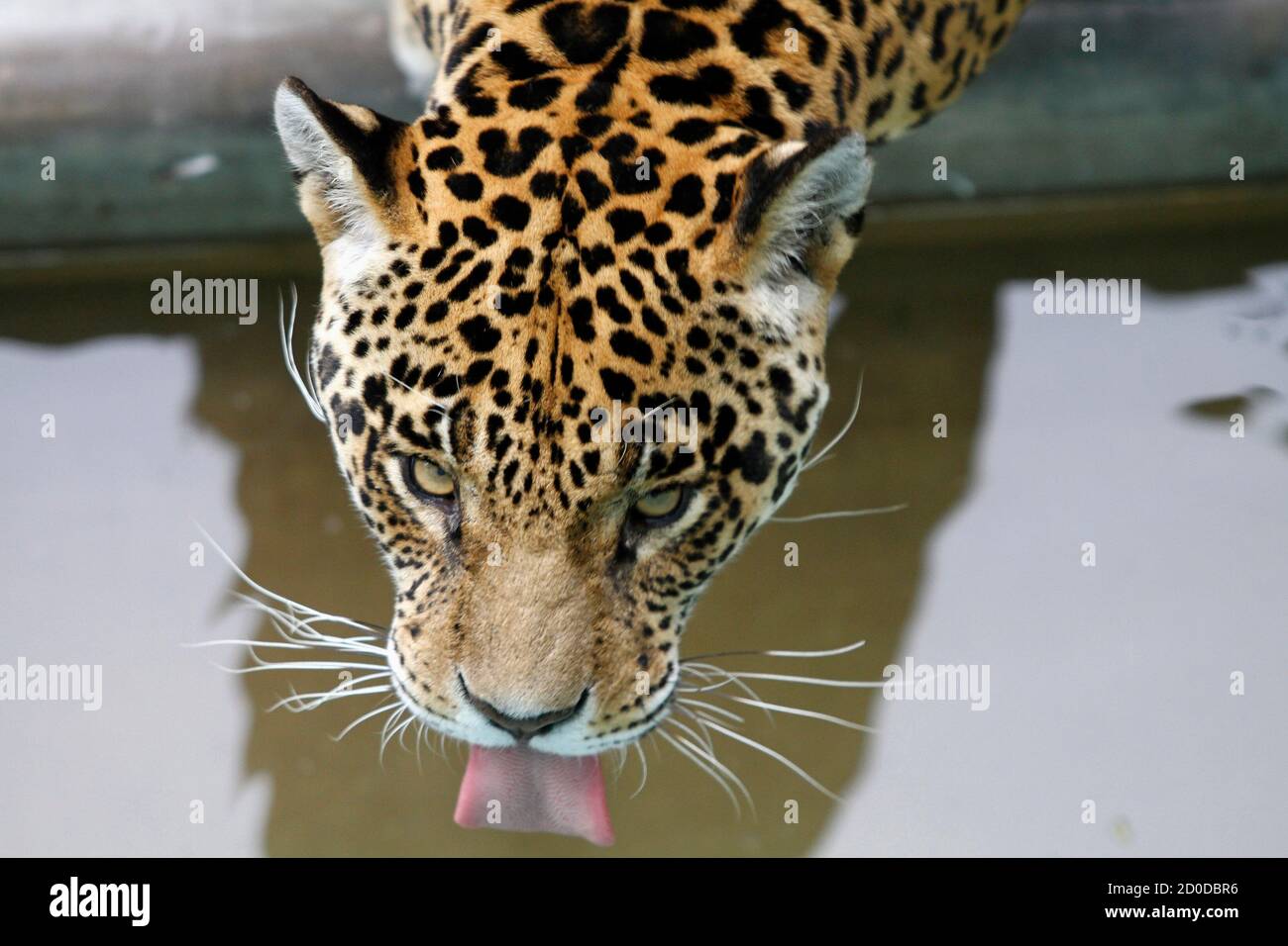 A jaguar drinks water at the Parque de Las Leyendas Zoo in Lima, August 10, 2012. REUTERS/Janine Costa (PERU - Tags: ANIMALS ENVIRONMENT Stock Photo - Alamy A jaguar drinks water at the Parque de Las Leyendas Zoo in Lima, August 10, 2012. REUTERS/Janine Costa (PERU - Tags: ANIMALS ENVIRONMENT Stock Photo - Alamy