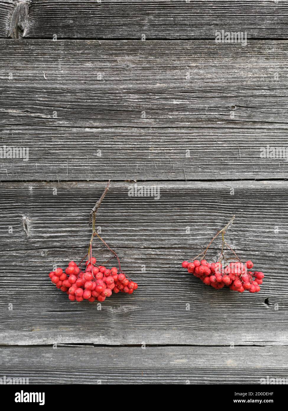 Two bunches rowan berries on old wooden wall background. Stock Photo
