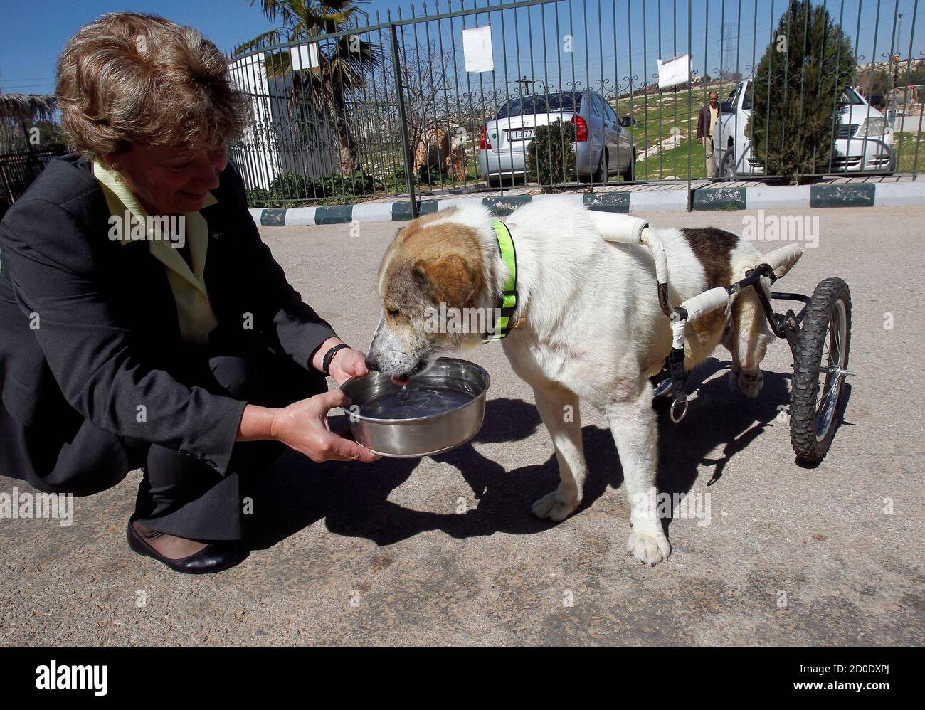 Margaret Ledger, head of the Humane Center for Animal Welfare, gives water  to Abayed, a six-year-old herding dog, inside the Humane Center for Animal  Welfare near Amman February 26, 2013. The dog,