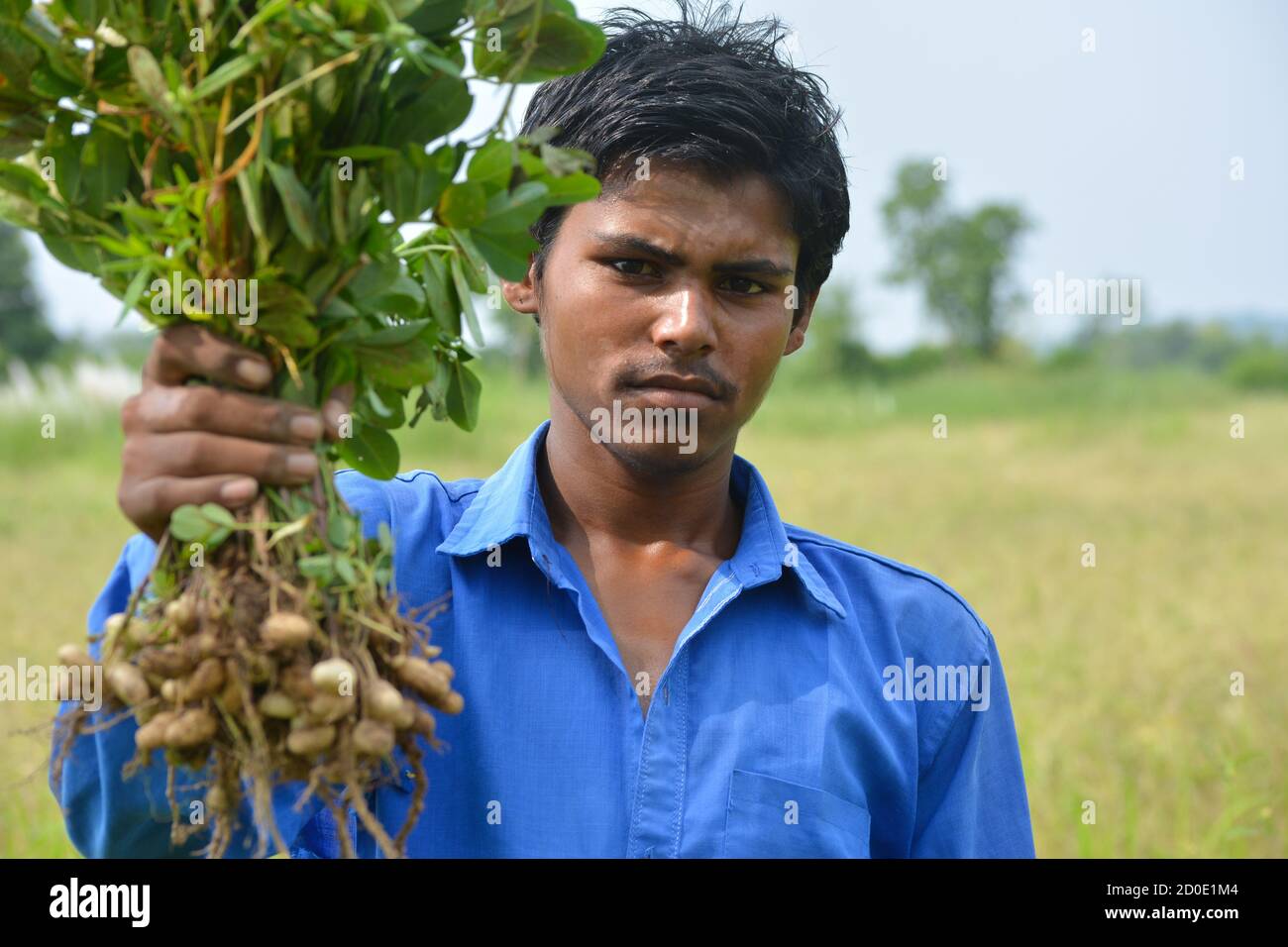 TIKAMGARH, MADHYA PRADESH, INDIA - SEPTEMBER 20, 2020: Indian boy holding fresh raw peanut with happy face in the green field. Stock Photo