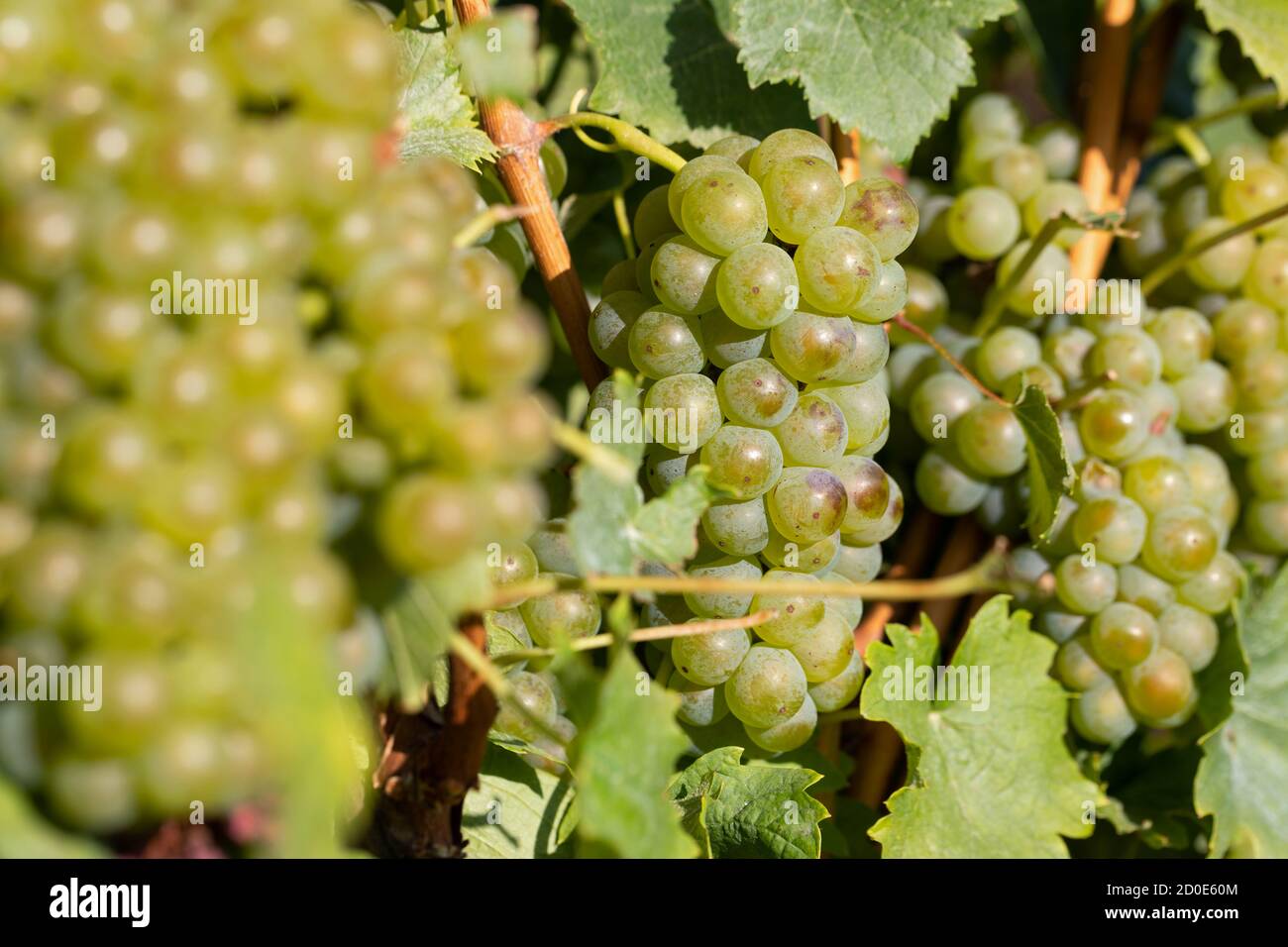 Beautiful picture of vineyards of Ciumbrud, Romania Stock Photo