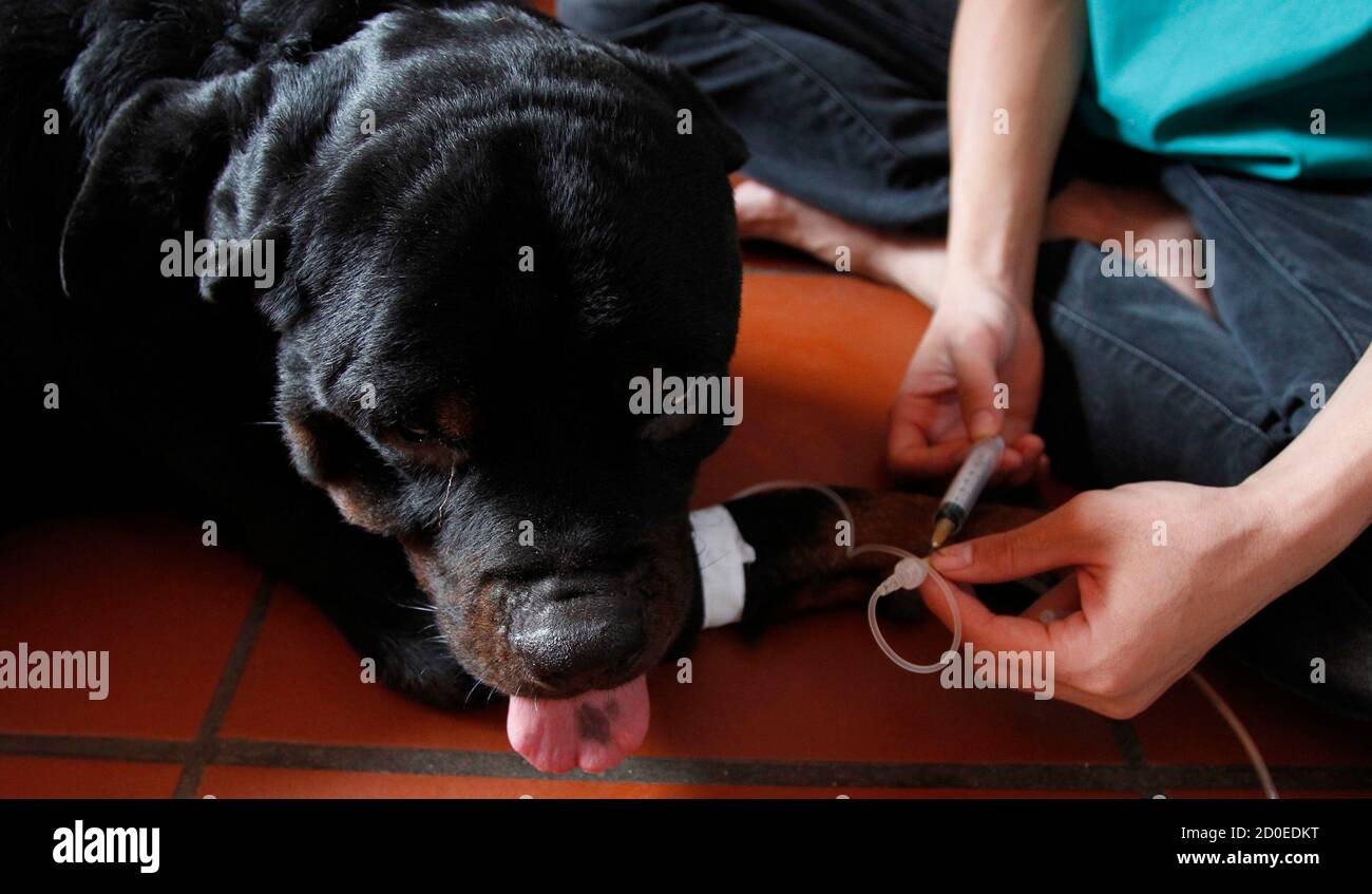 Nation of animal lovers hires stock photography and images Alamy