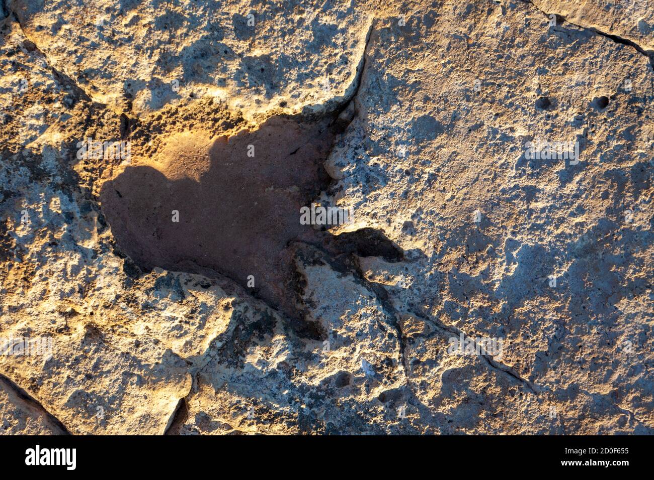 Dinosaur footprint in the stone from Brijuni National Park Stock Photo