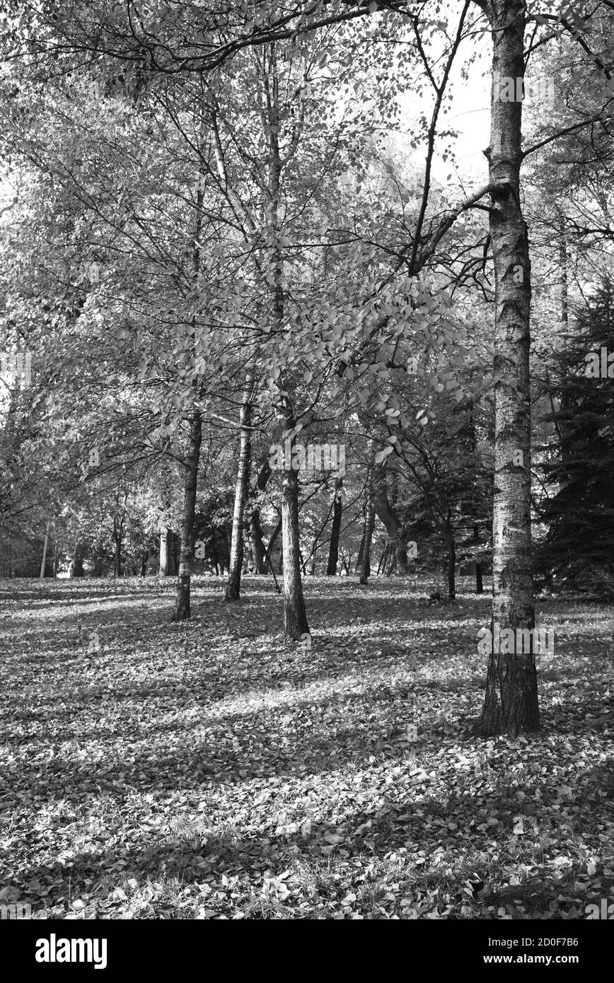 Autumn foliage seasons Black and White Stock Photos & Images - Alamy