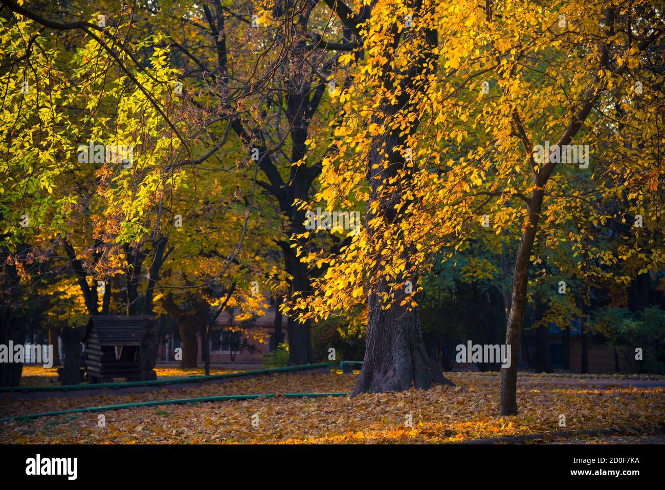 Autumn landscape in the city park. Brightly yellow leaves on the trees ...