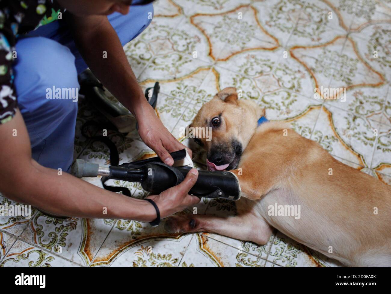 A veterinarian removes Pay de Limon's (Lemon Pay) front prosthetic leg at the Milagros Caninos rescue shelter in Mexico City August 29, 2012. Members of a drug gang in the Mexican state of Zacatecas chopped off Limon's paws to practise cutting fingers off kidnapped people, according to Milagros Caninos founder Patricia Ruiz. Fresnillo residents found Limon in a dumpster bleeding and legless. After administering first aid procedures, they managed to take him to Milagros Caninos, an association that rehabilitates dogs that have suffered extreme abuse. The prosthetic limbs were made at OrthoPets  Stock Photo
