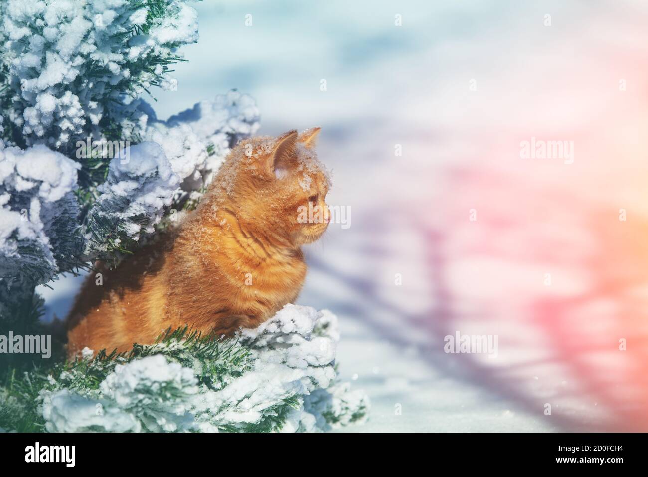 Cat outdoors in snowy winter. Cat siting in snow near fir tree Stock ...