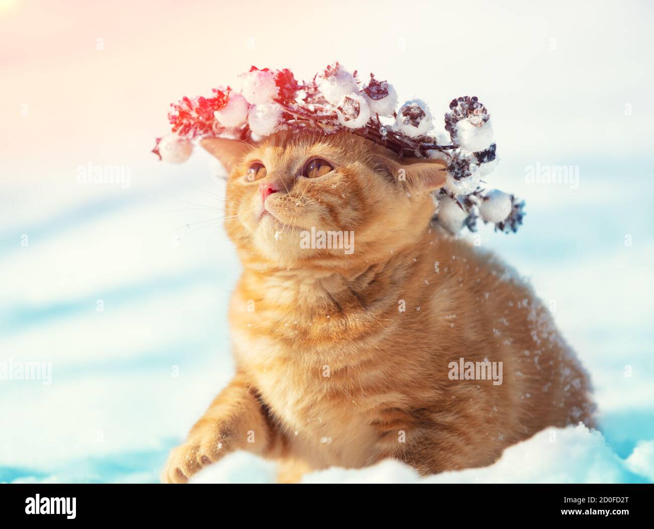 Portrait of a kitten wearing a Christmas wreath. Cat sitting on the snow in winter Stock Photo
