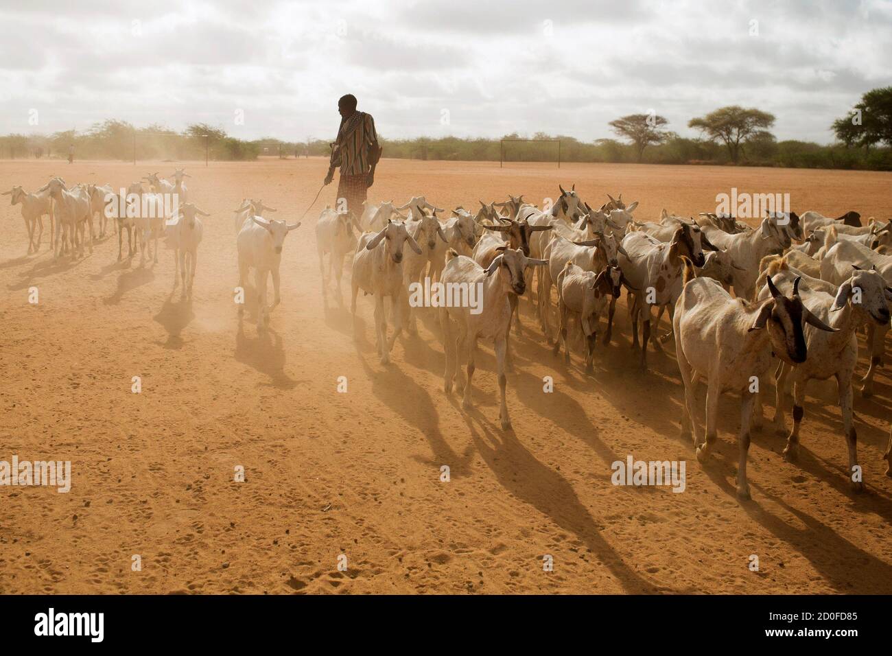 A man herds livestock to a grazing ground in the early hours of the morning near Dagahale, one of several refugee settlements in Dadaab, Garissa County, northeastern Kenya October 9, 2013.  REUTERS/Siegfried Modola  (KENYA - Tags: SOCIETY ANIMALS) Stock Photo