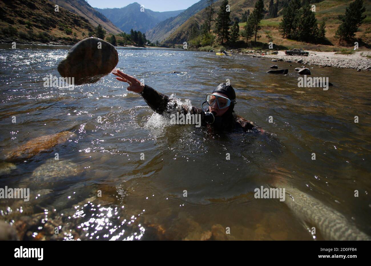 A miner moves rocks as he mines for gold along the Salmon River near Riggins, Idaho July 3, 2014. Citing states' rights, miners were using portable pumps and hoses to collect gravel and sand from the streambed of a stretch of the federally protected Salmon River, which is closed to suction dredging and other mining by the U.S. Environmental Protection Agency to protect imperiled fish.  REUTERS/Jim Urquhart  (UNITED STATES - Tags: POLITICS ENVIRONMENT BUSINESS COMMODITIES CIVIL UNREST) Stock Photo