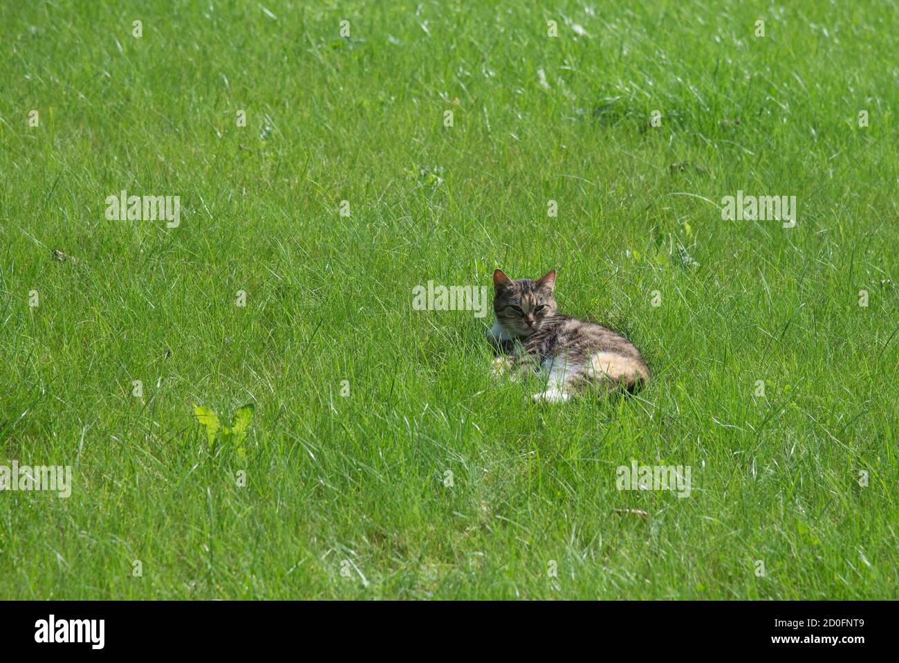 Cute cat in grass hi-res stock photography and images - Alamy