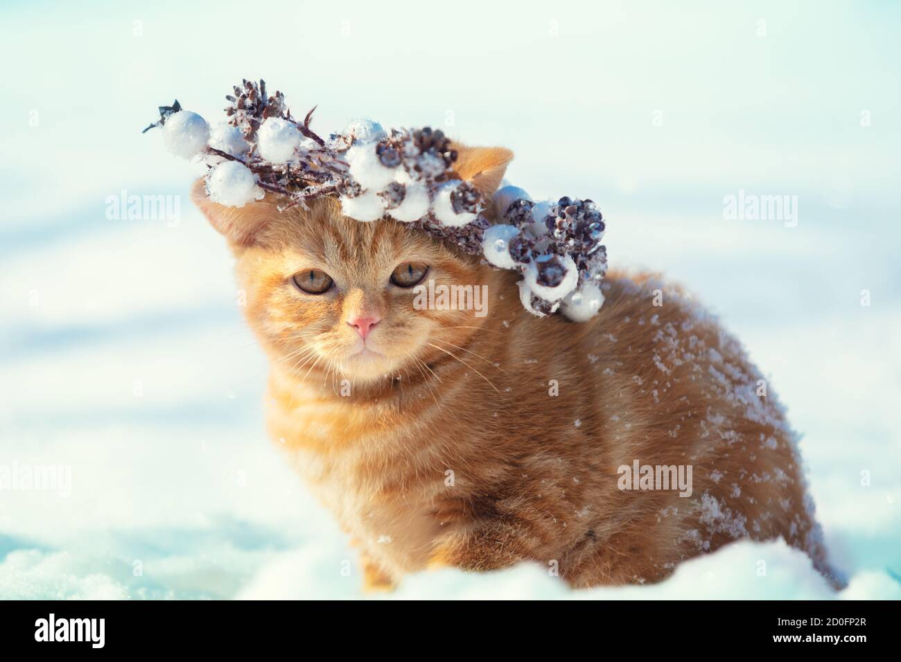 Portrait of a kitten wearing a Christmas wreath. Cat sitting on the snow in winter Stock Photo
