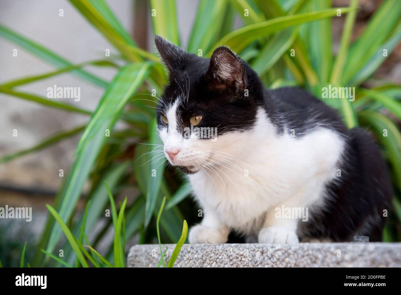 Cat sitting on the fence Stock Photo - Alamy