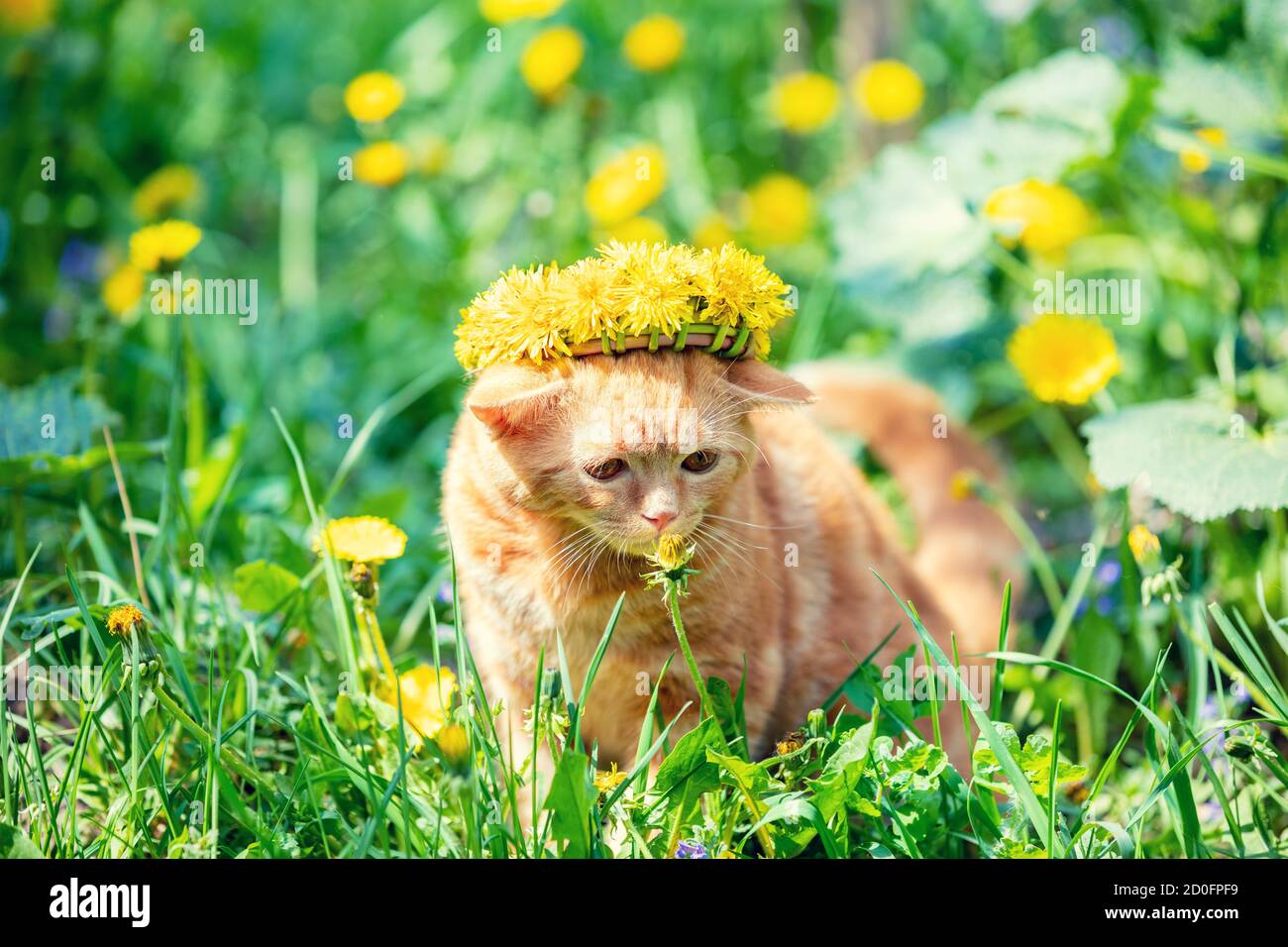 Funny little ginger kitten in a wreath of dandelion flowers walks on the lawn of dandelions Stock Photo