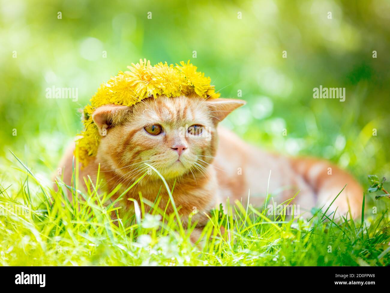 Funny little ginger kitten in a wreath of dandelion flowers lies on the grass Stock Photo
