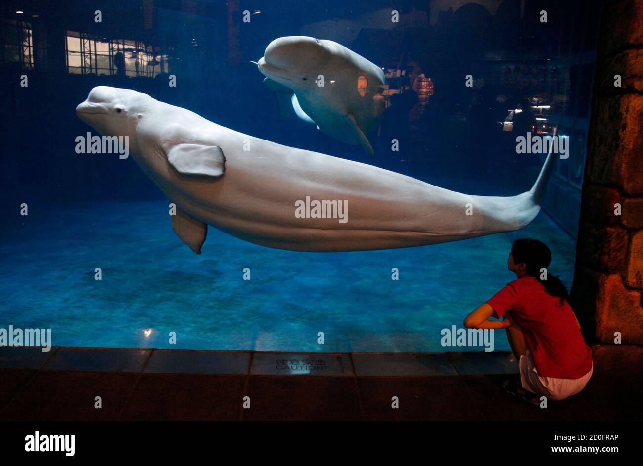Worlds largest freshwater fish hi-res stock photography and images - Alamy