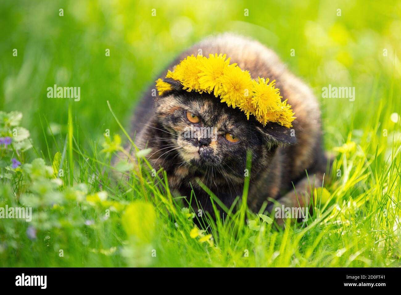 Funny little tortoiseshell kitten in a wreath of dandelion flowers lies on the grass Stock Photo